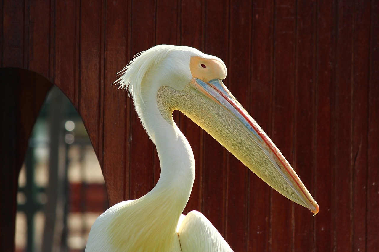 pelican zoo posing free photo