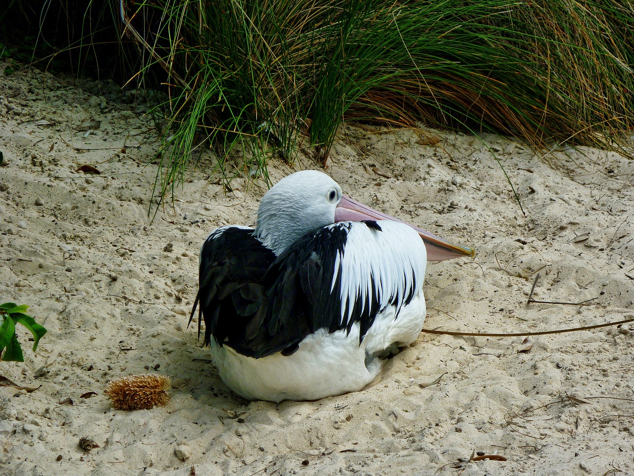 pelican bird sand free photo