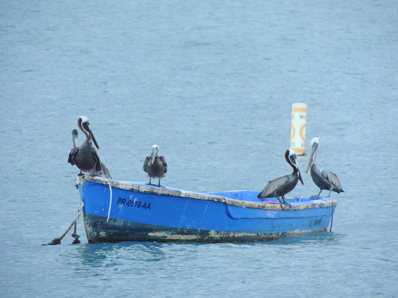 pelican sea nature free photo