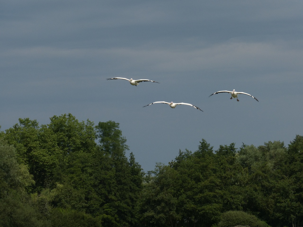 pelican flight bird free photo