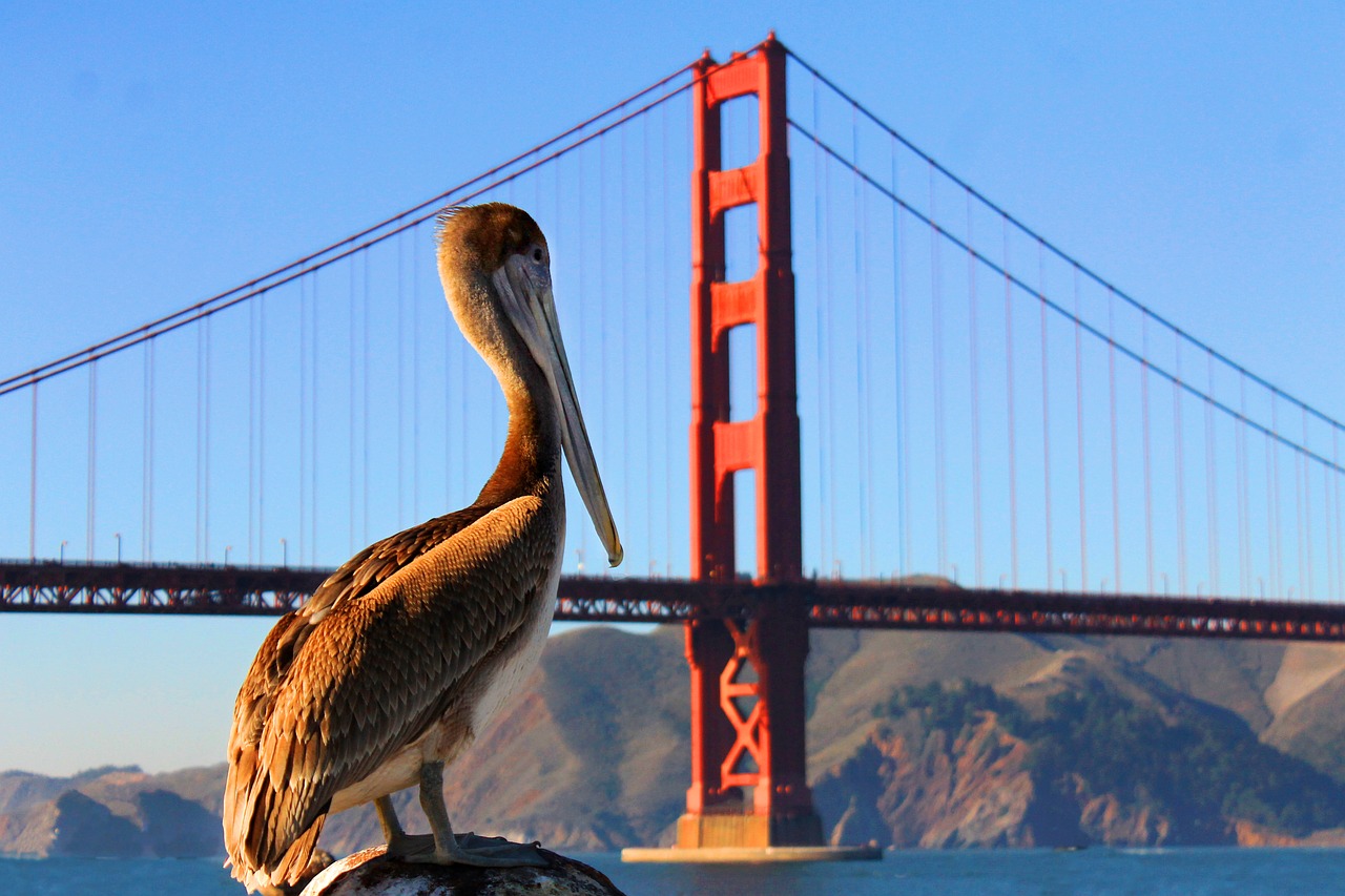 pelican golden gate bridge san francisco free photo