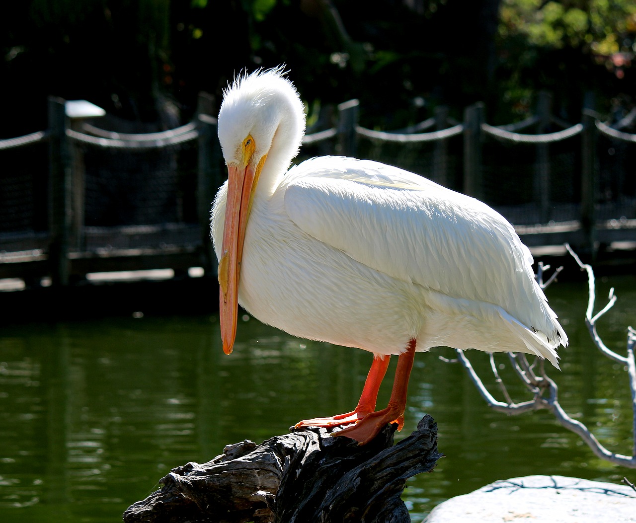 pelican bird nature free photo