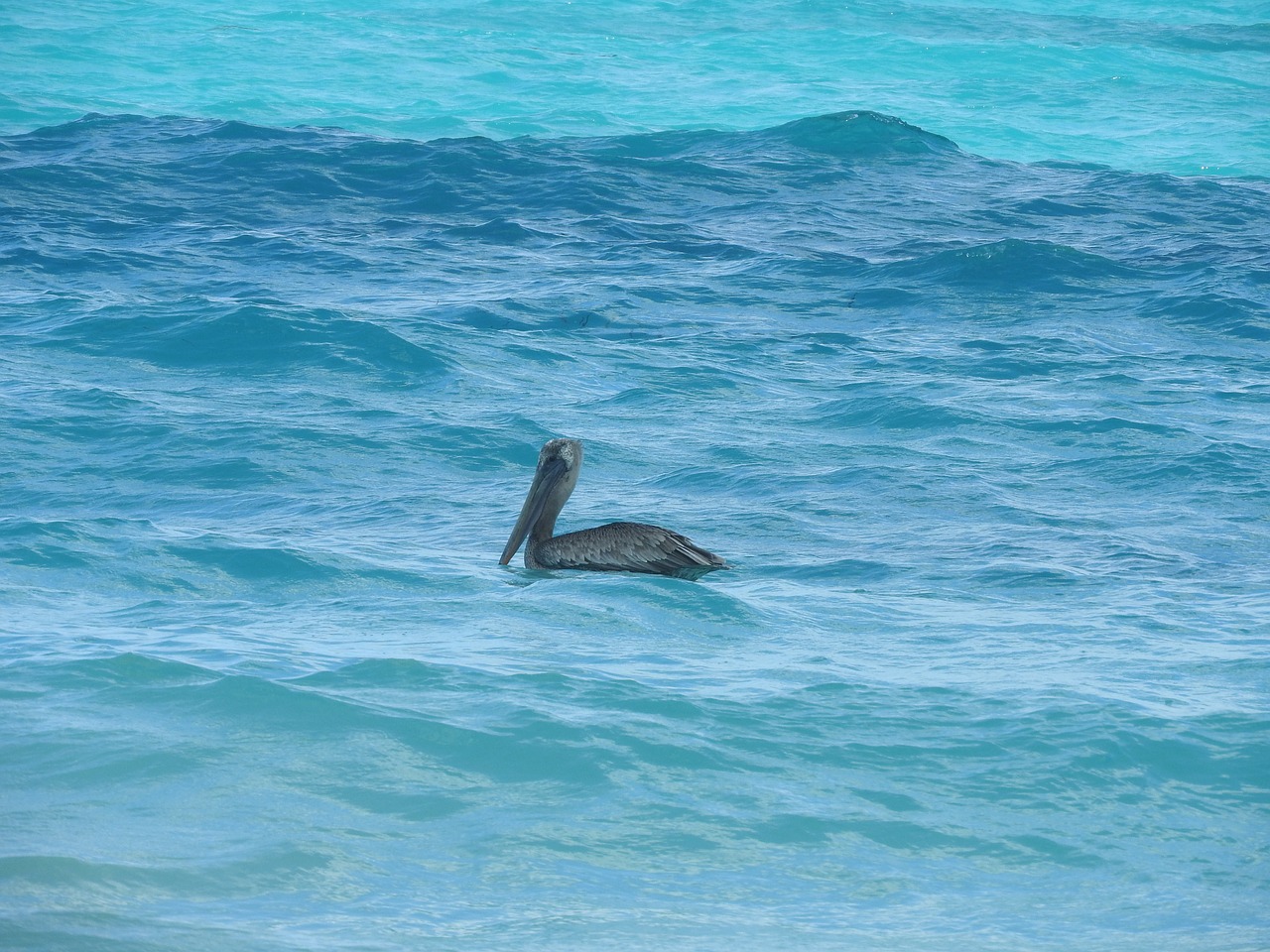 pelican sea water water free photo