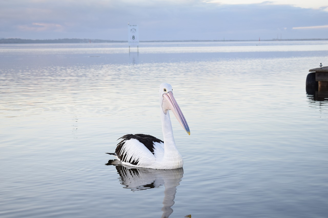 pelican wildlife animal free photo