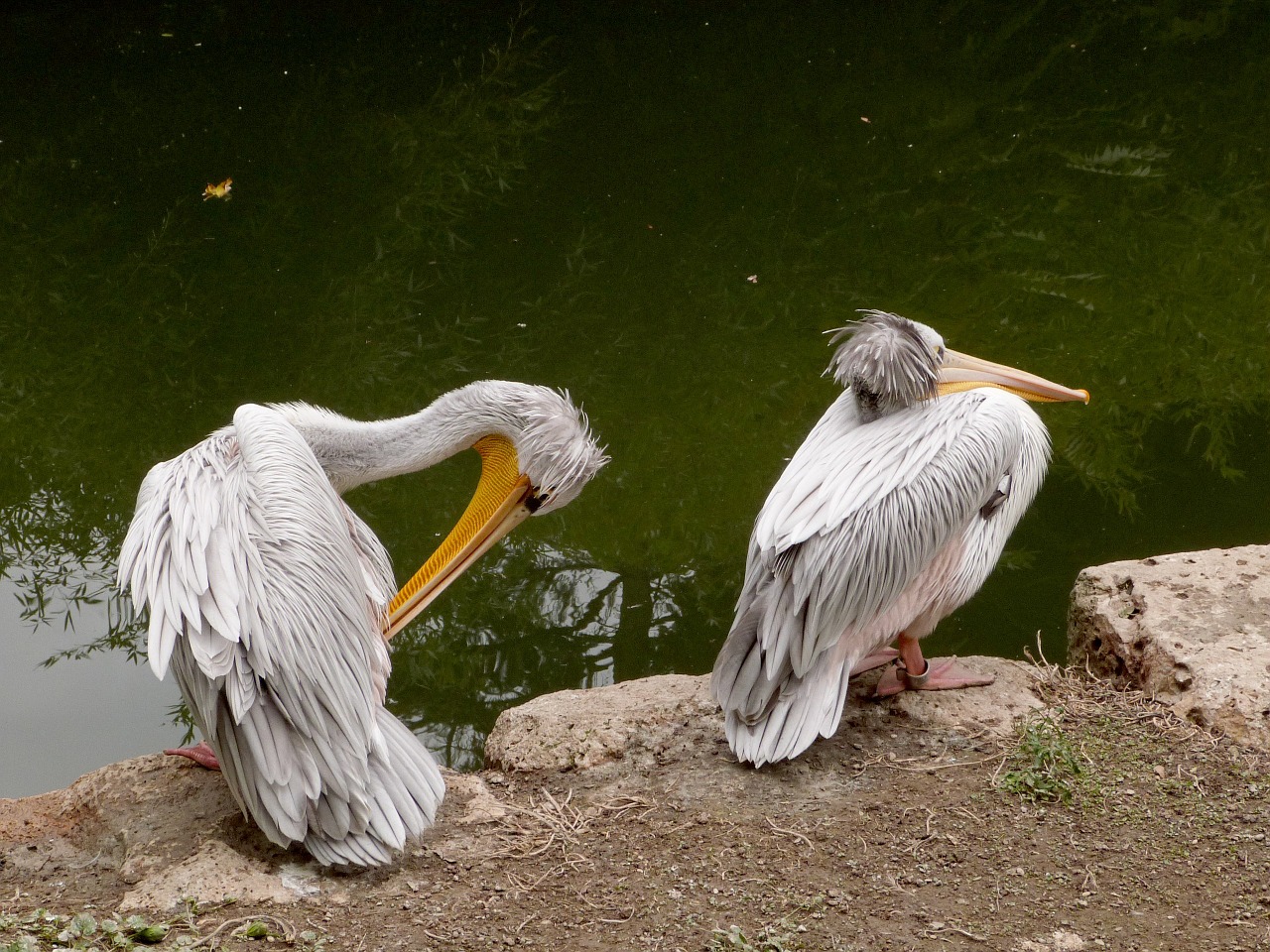 pelican water bird free photo