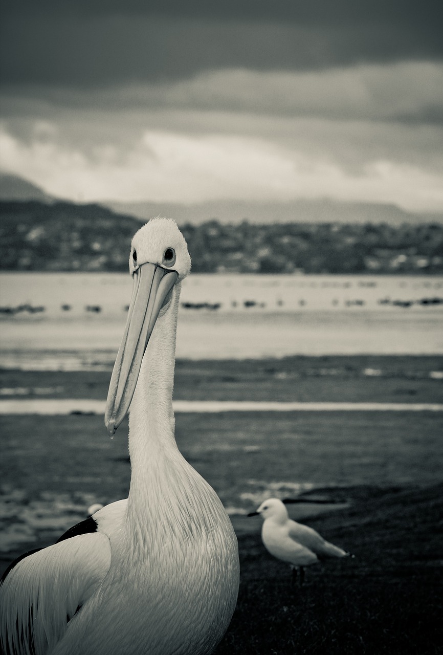 pelican bird seagull free photo