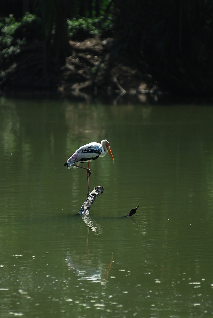 pelican bird lonely free photo