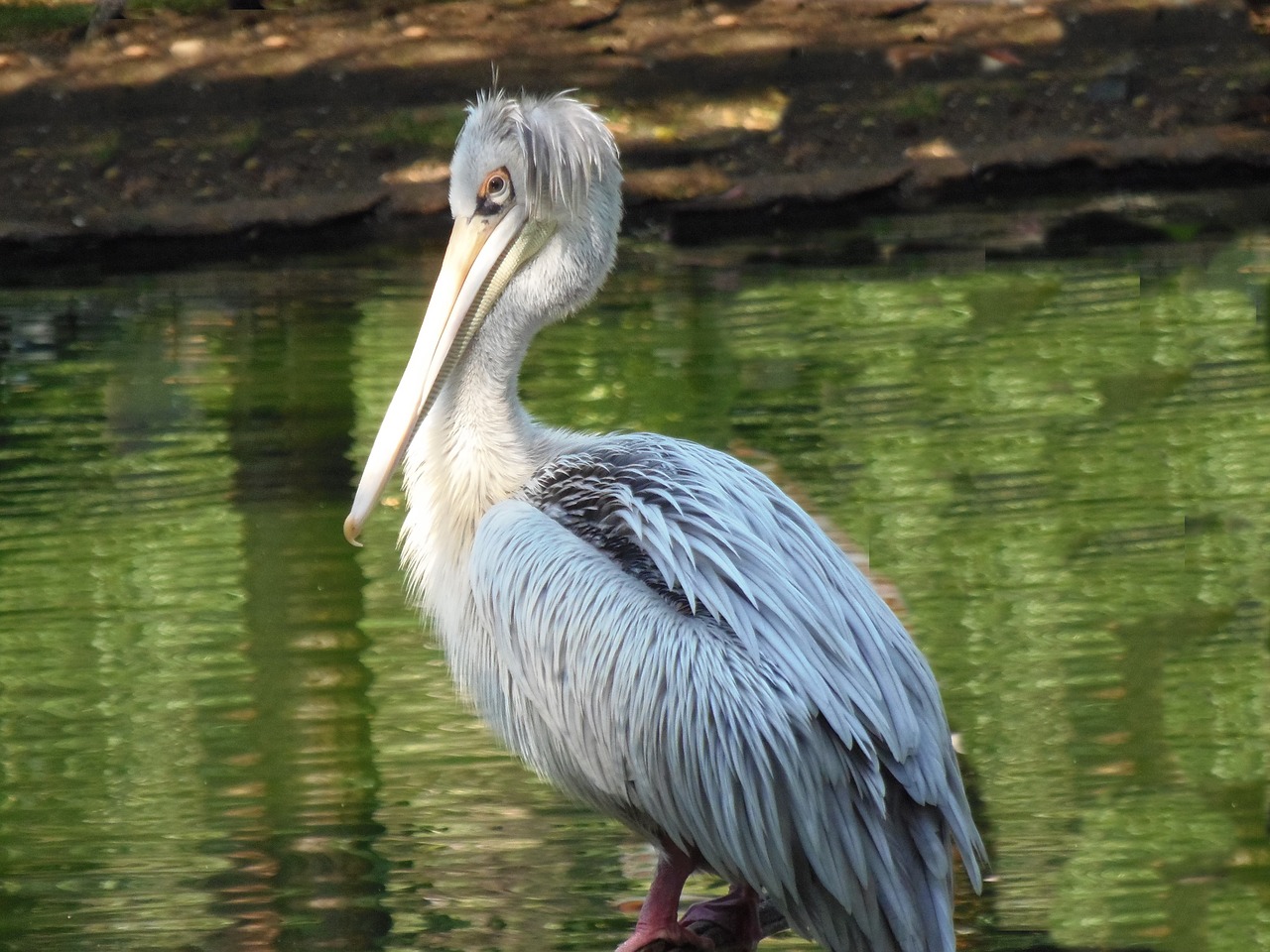 pelican ave animal free photo