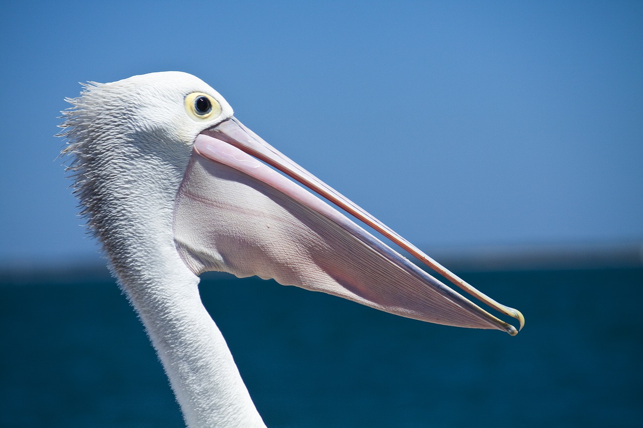 pelican seabird coastal birds free photo