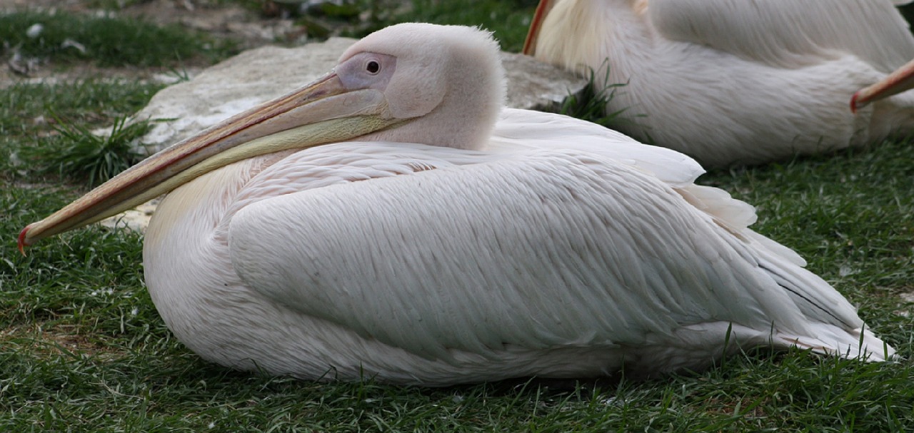 pelican resting bird free photo