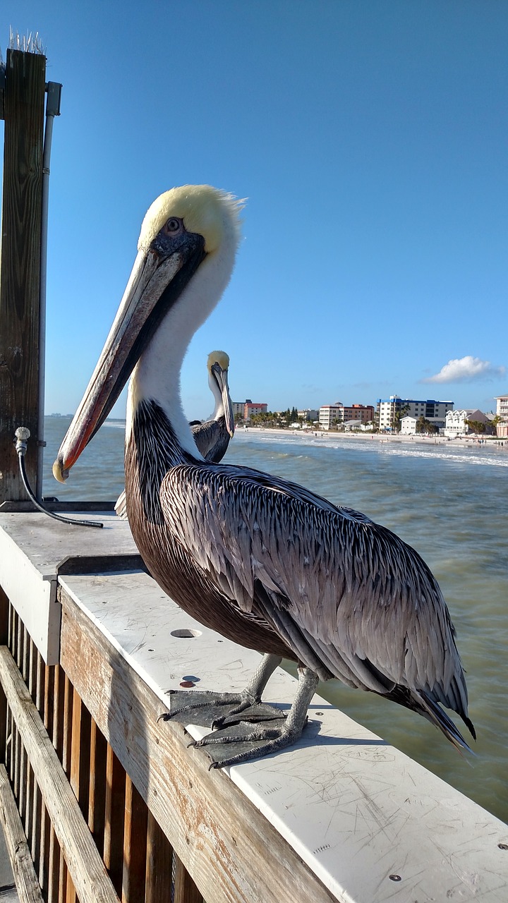 pelican beach summer free photo