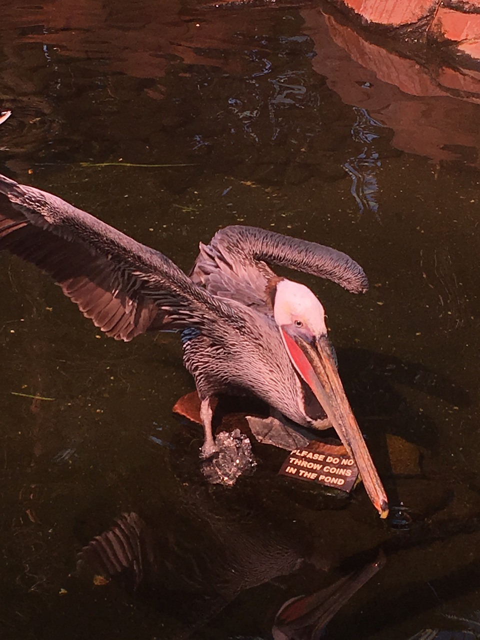 pelican bird wildlife free photo