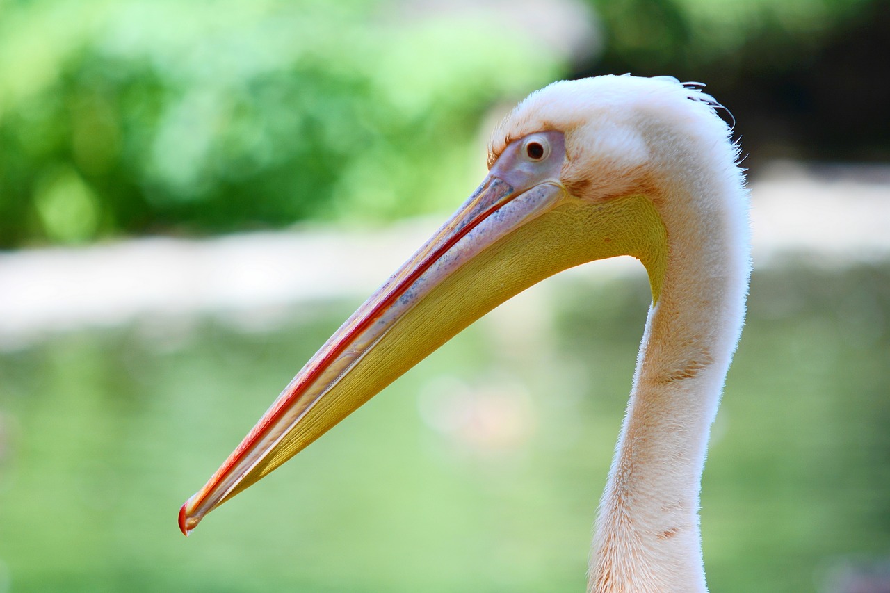pelican pelecanus onocrotalus free photo