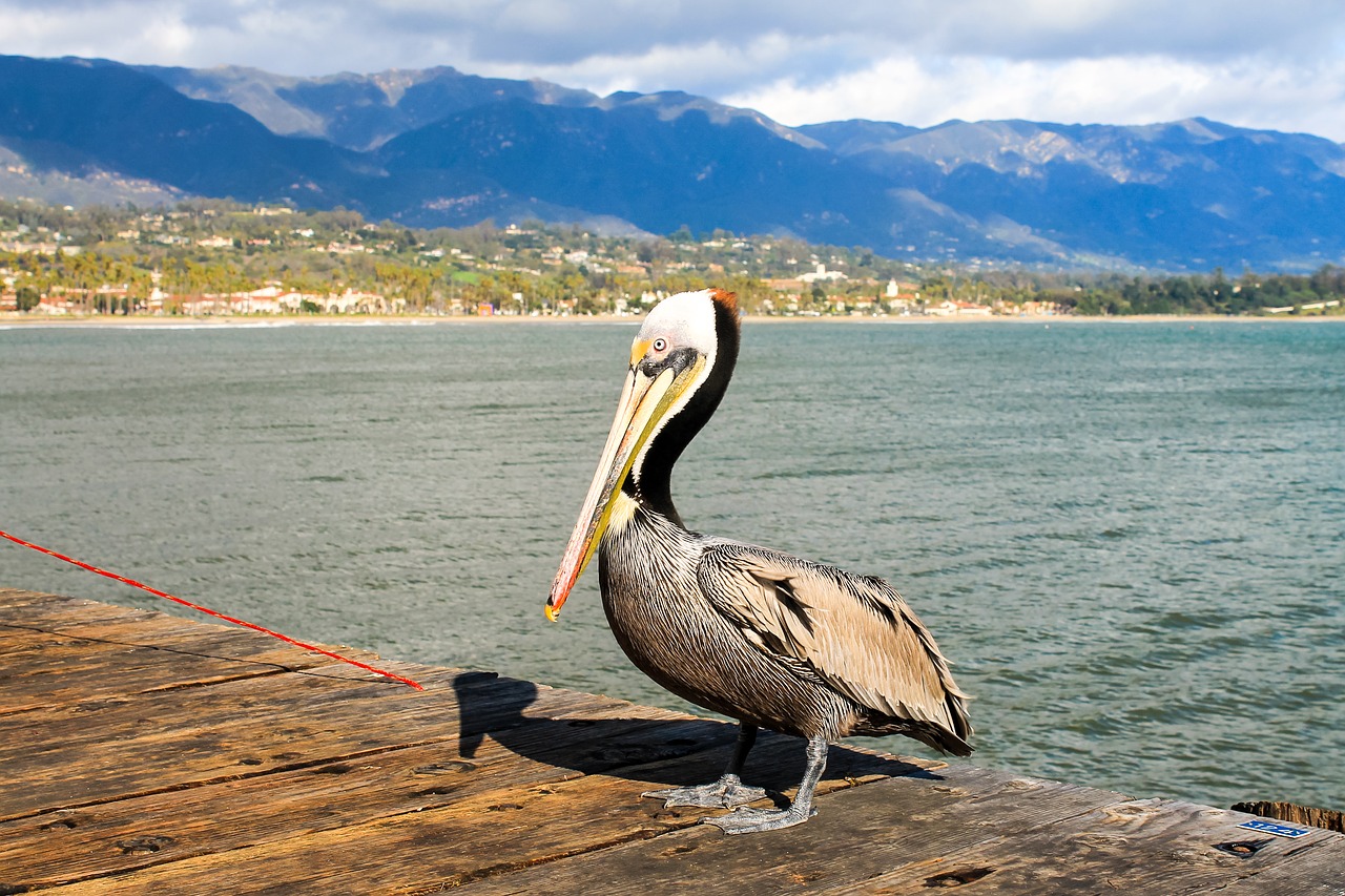 pelican santa barbara california free photo