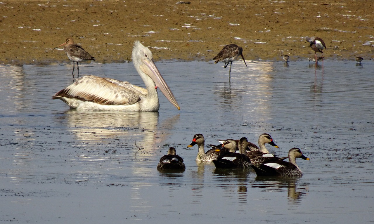 pelican bird duck free photo