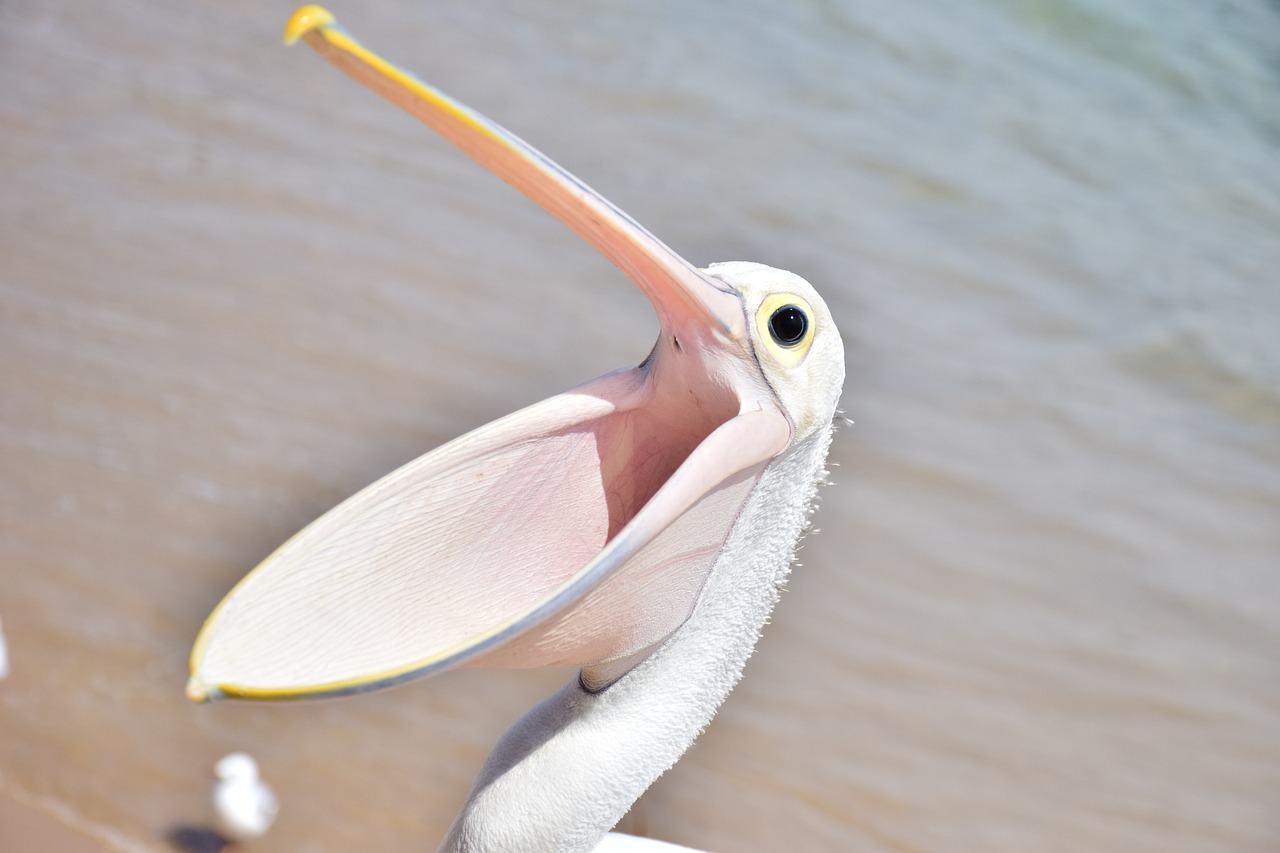 pelican bird sea free photo