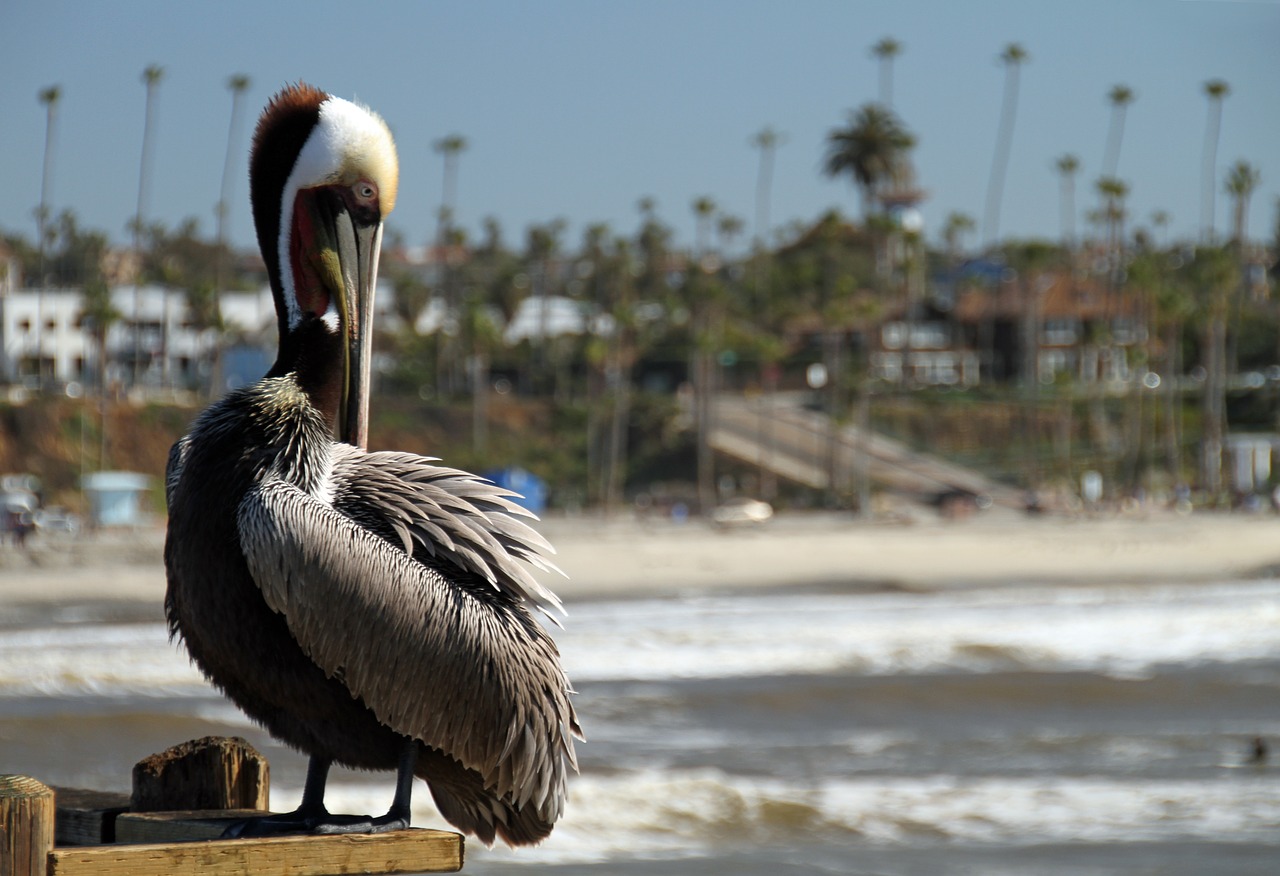 pelican san diego pier free photo