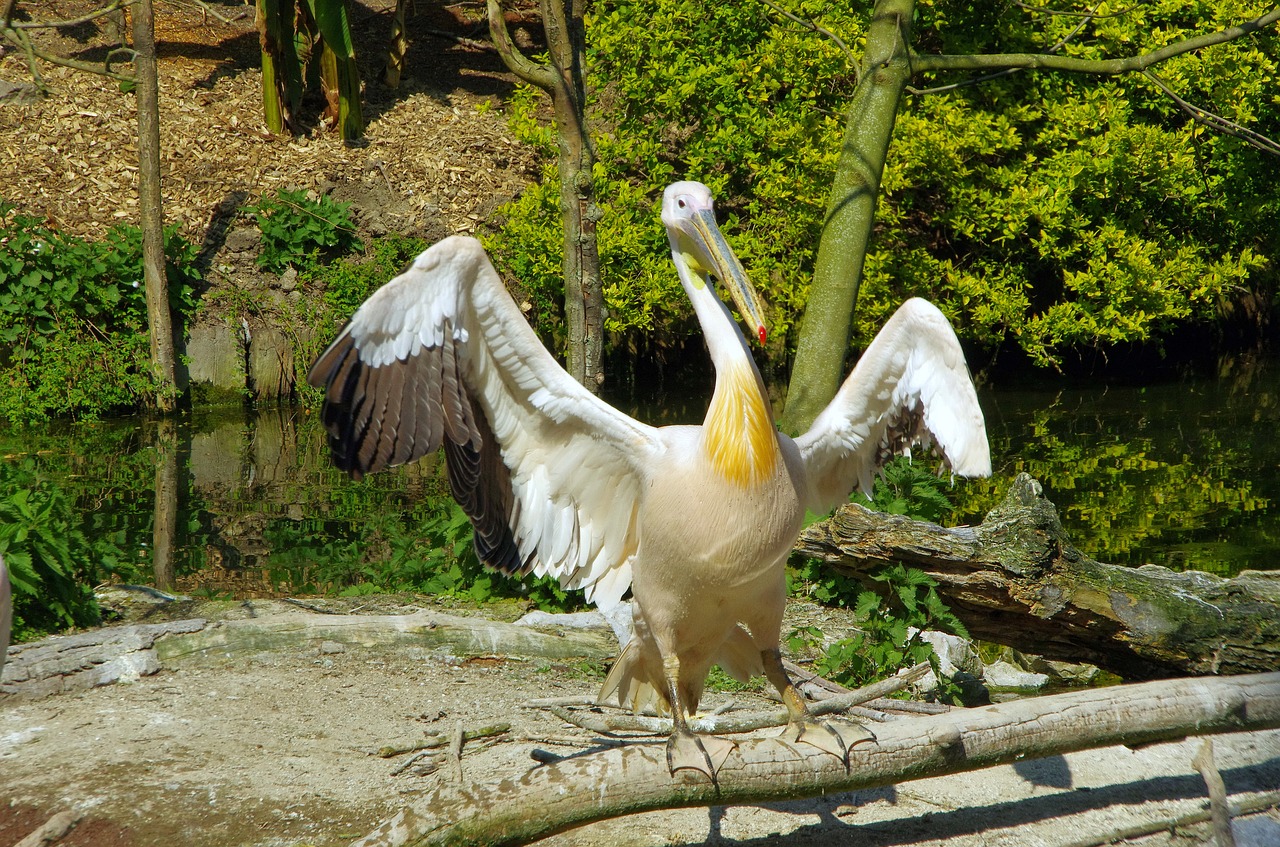 pelican bird pelecanidae free photo