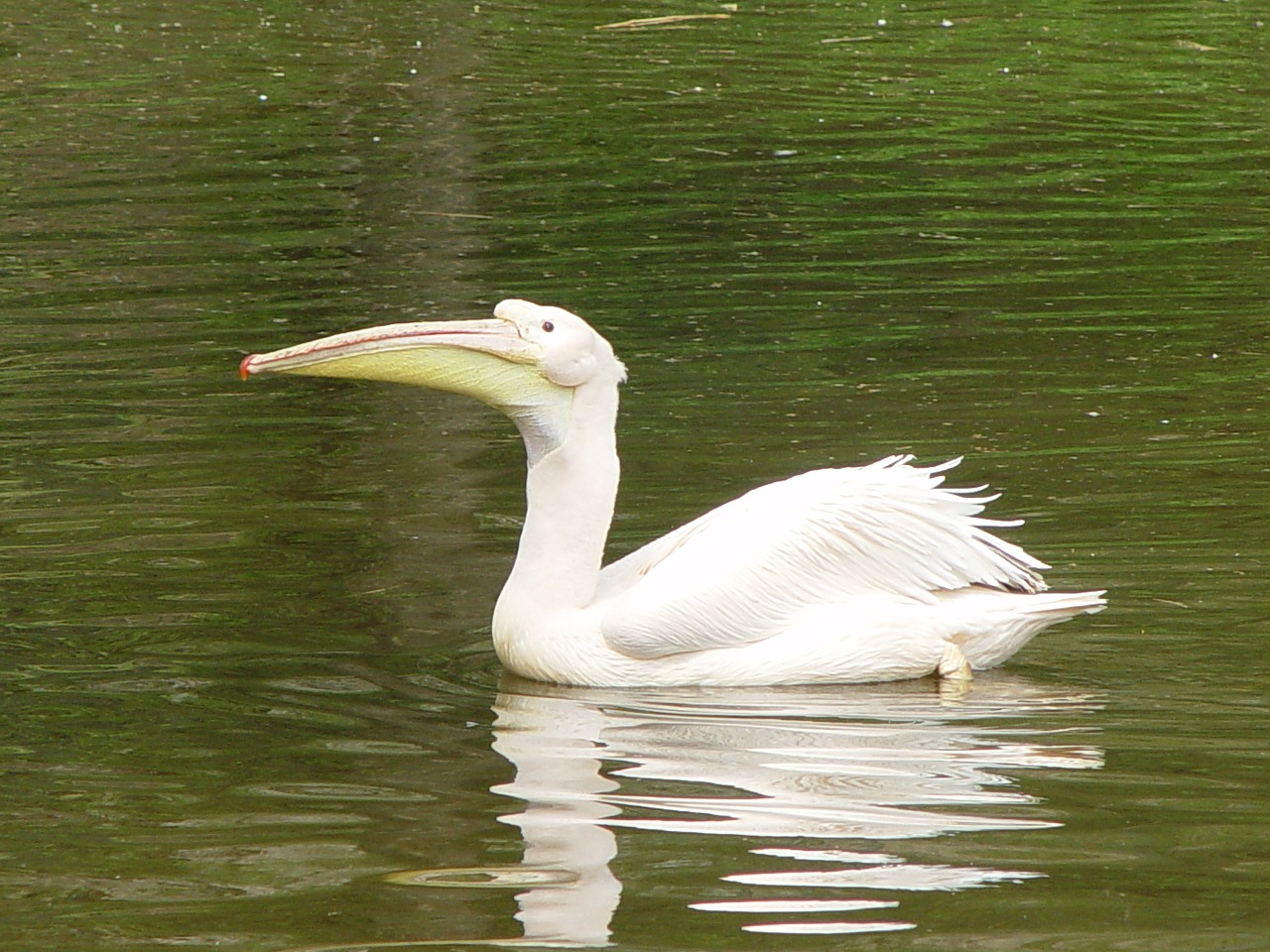 pelican white water free photo