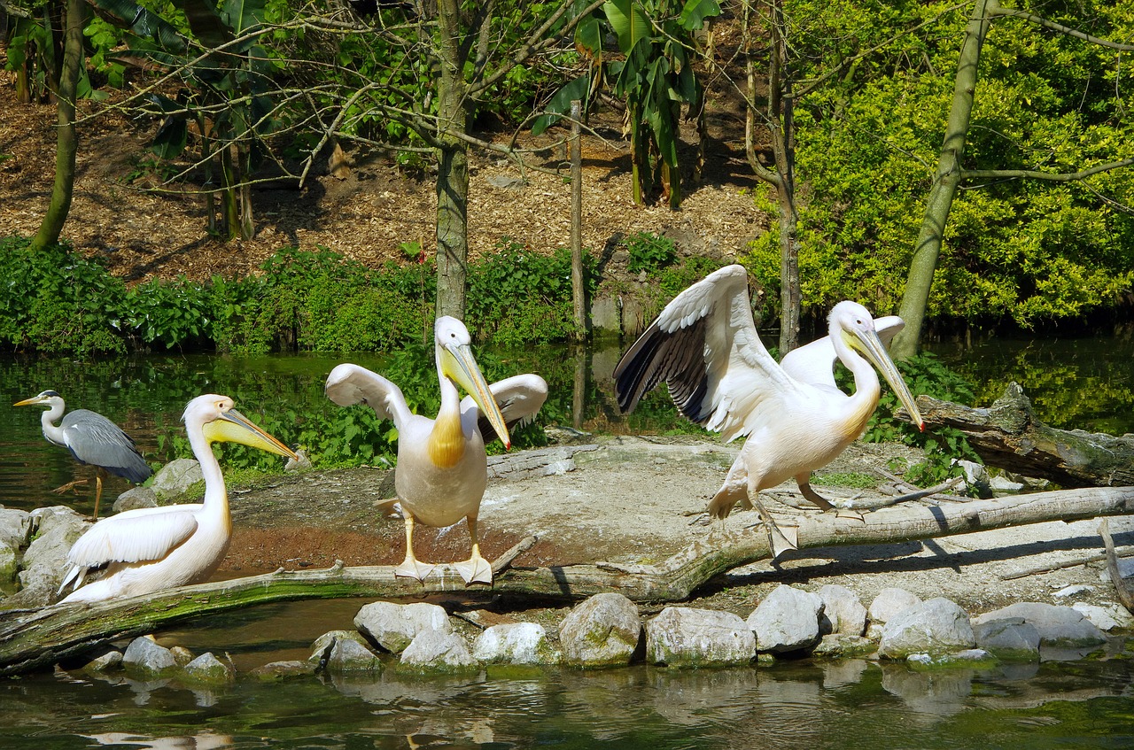 pelican bird white free photo