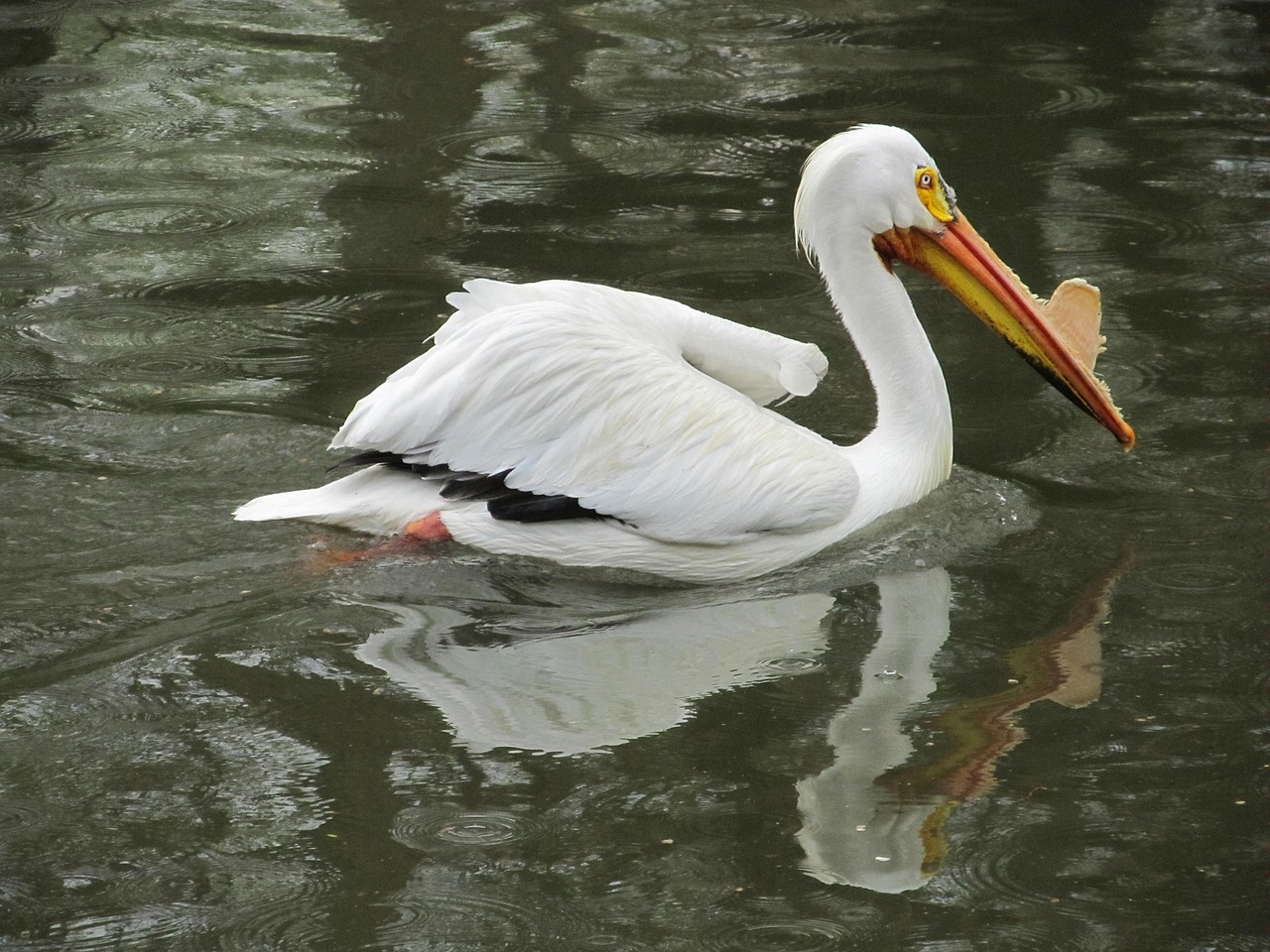 pelican bird wildlife free photo