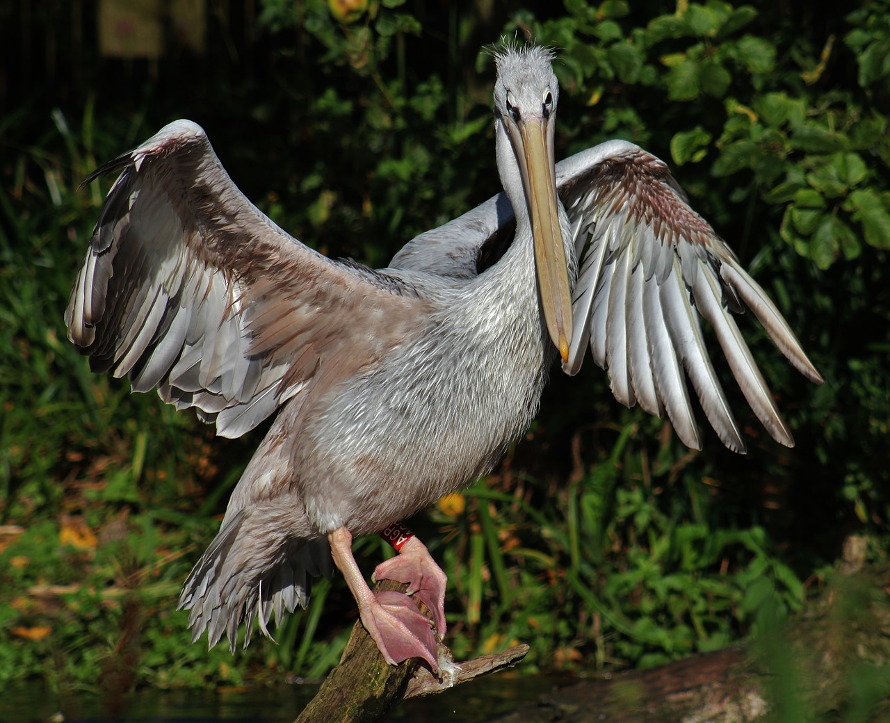 pelican stretch bird free photo