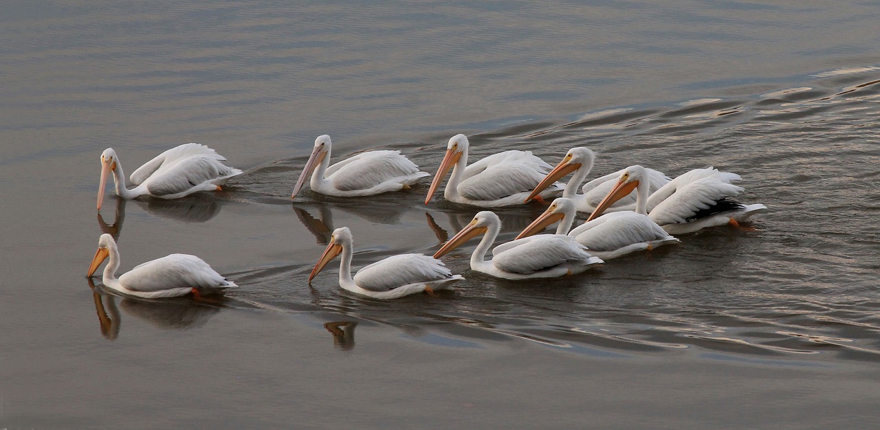 pelican white water free photo
