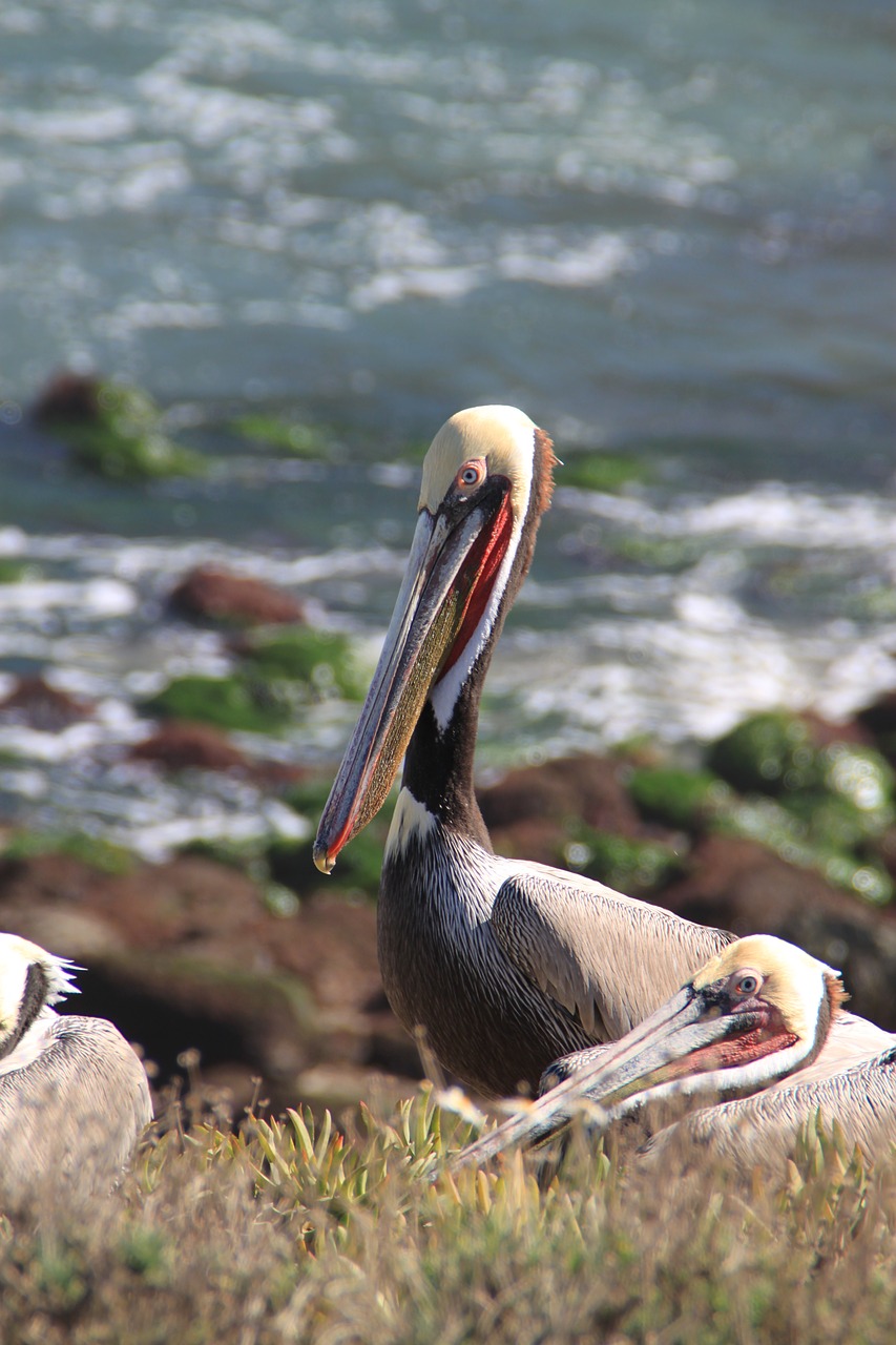 pelican san diego california free photo