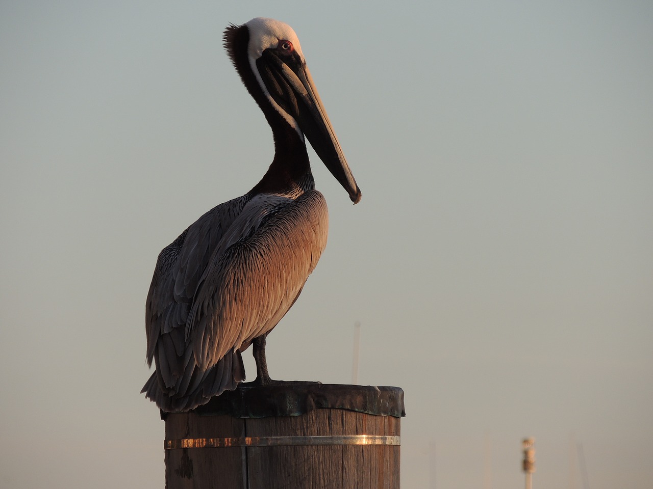 pelican bird animal free photo