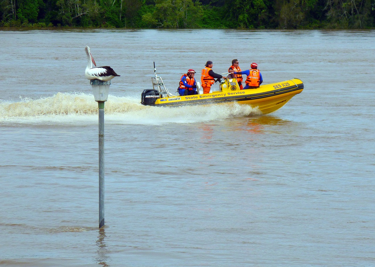 pelican australian pelican water bird free photo