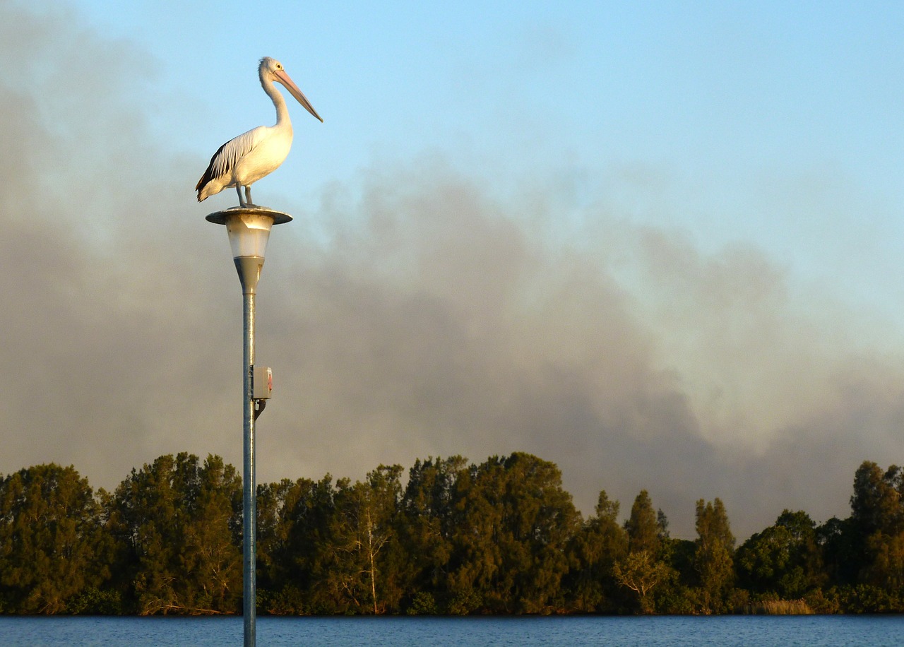 pelican australian pelican pelecanus conspicillatus free photo