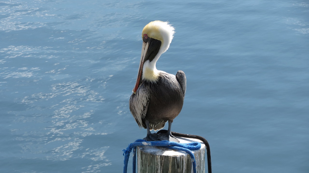 pelican florida keys free photo