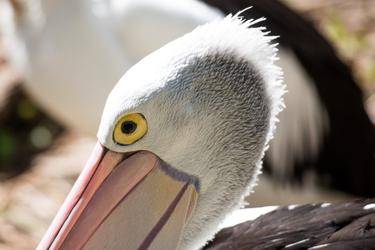 pelican eye bird free photo