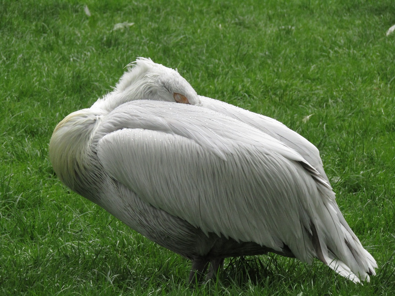 pelican zoo bird free photo