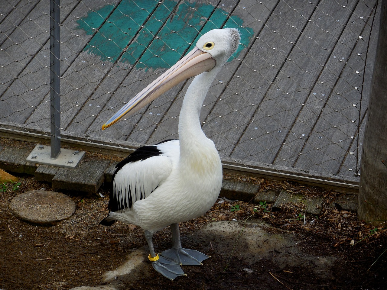 pelican bird caged bird free photo
