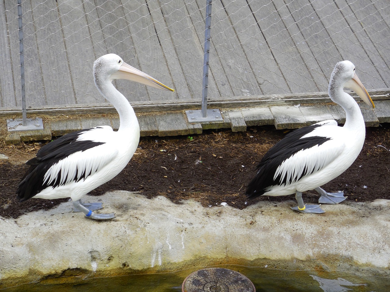 pelican pelican couple nature free photo