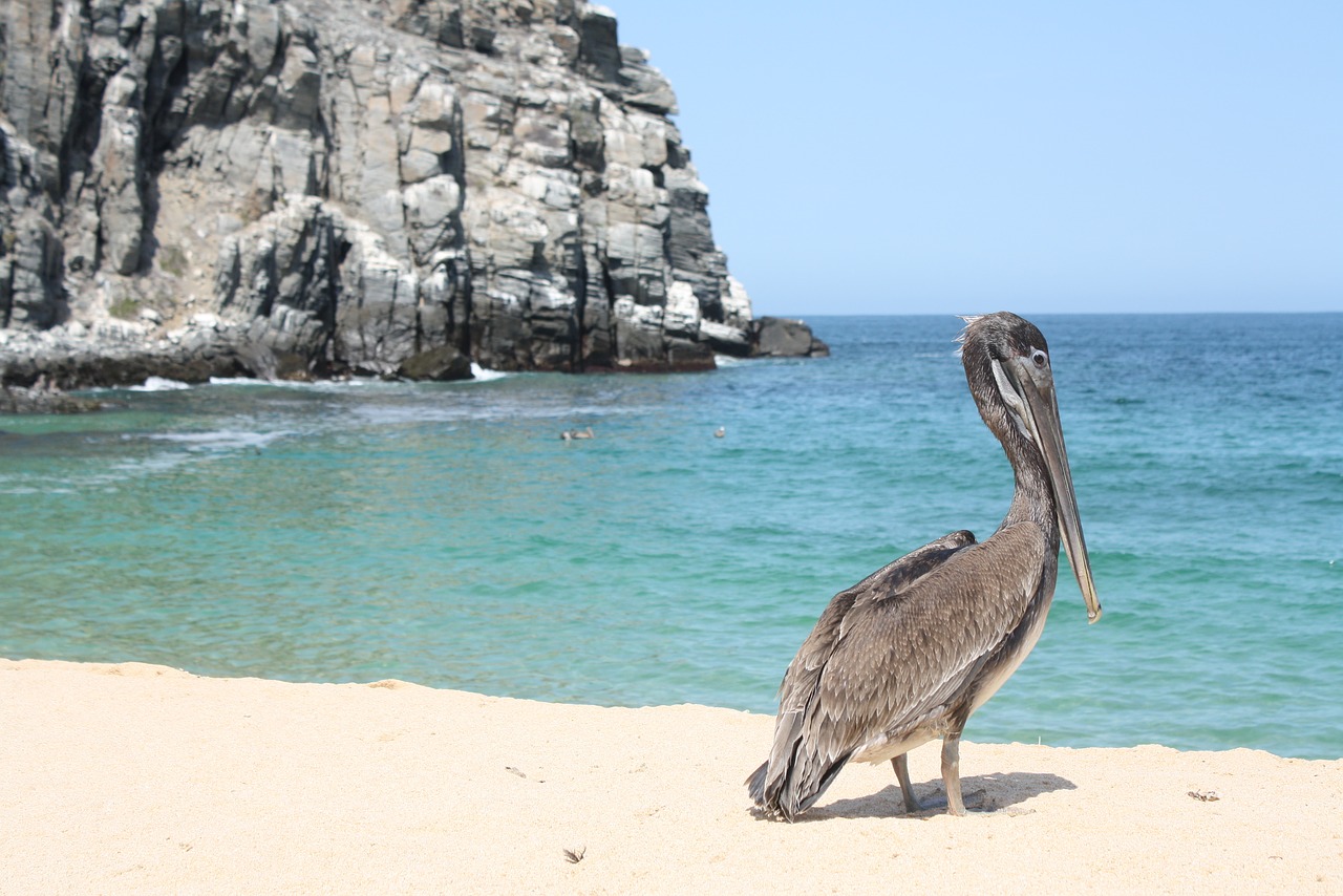 pelican beach wildlife free photo