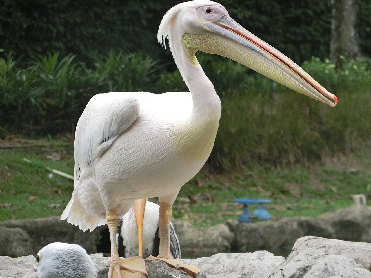 pelican bird singapore-bird-park free photo