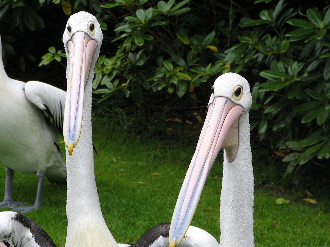 pelican pelikan bird free photo