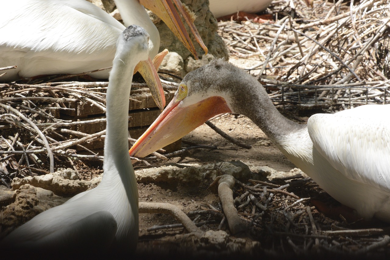 pelican bird animal free photo