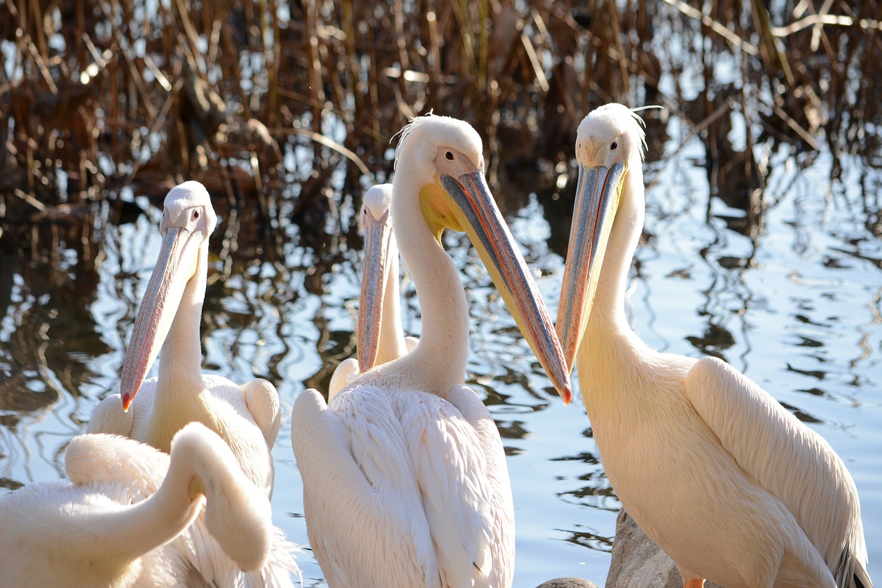 pelican decoration of the asahi company of kompira-san shrine zoo free photo