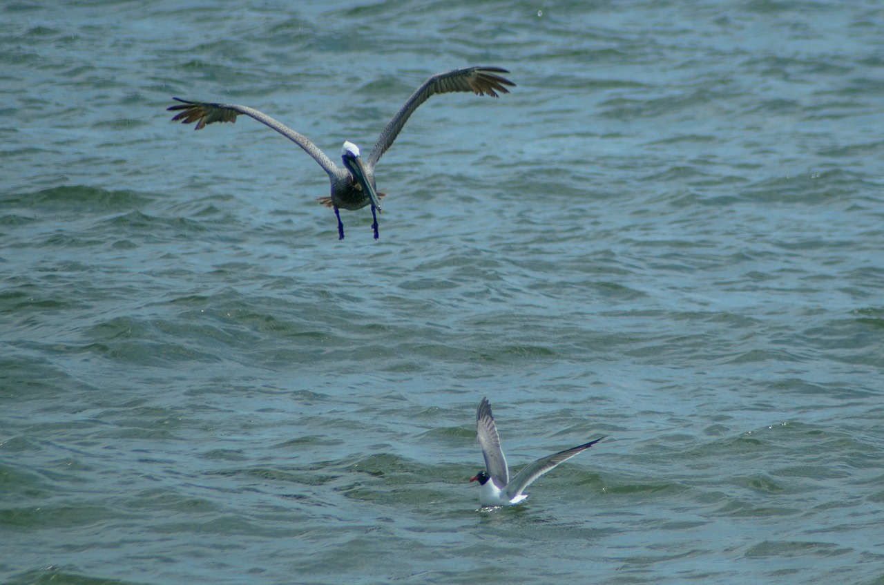 pelican seagull bird free photo