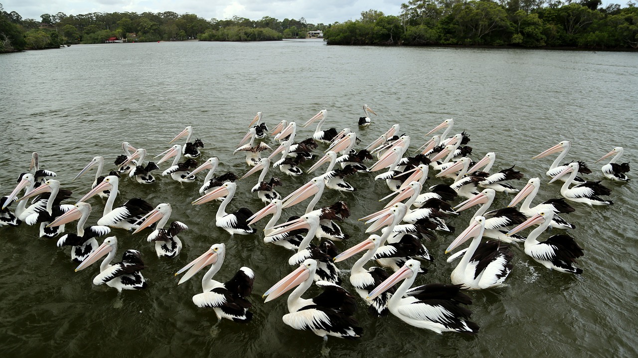 pelican bird neat free photo