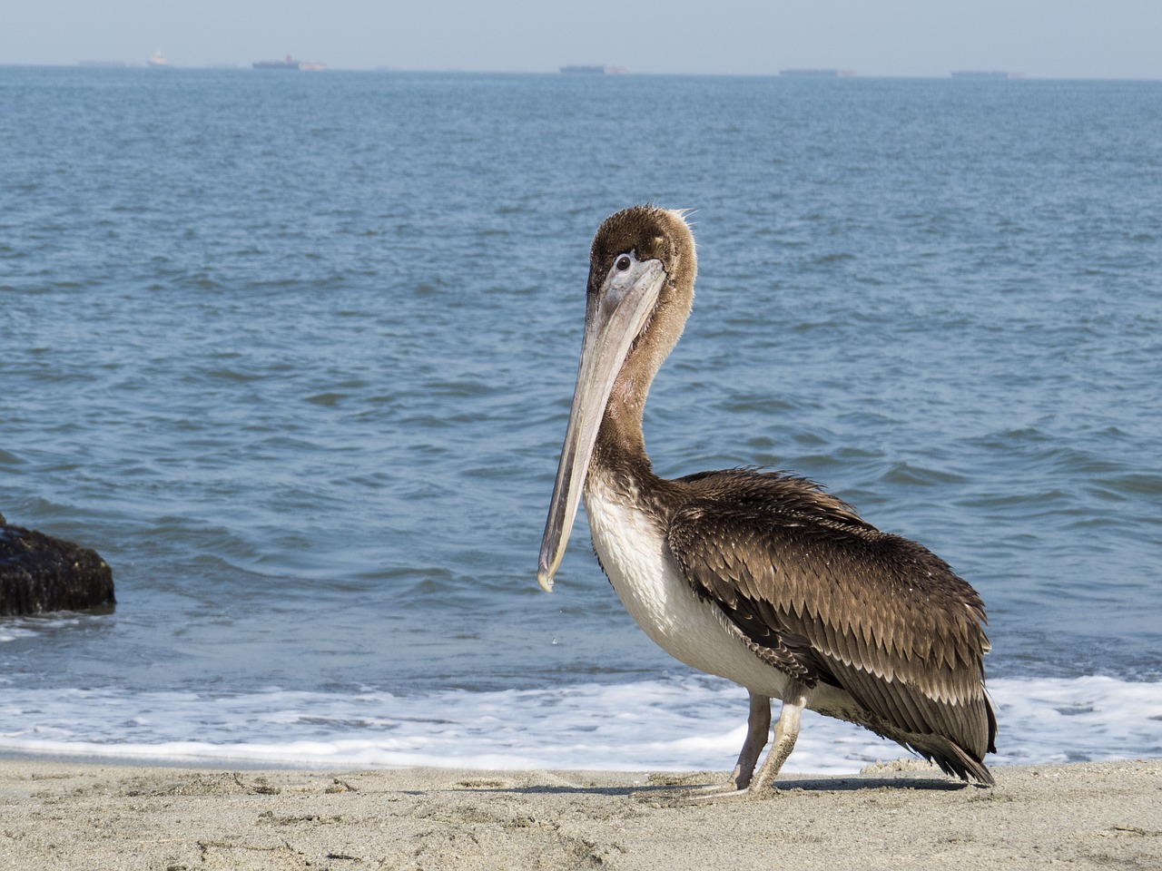 pelican ave animal free photo