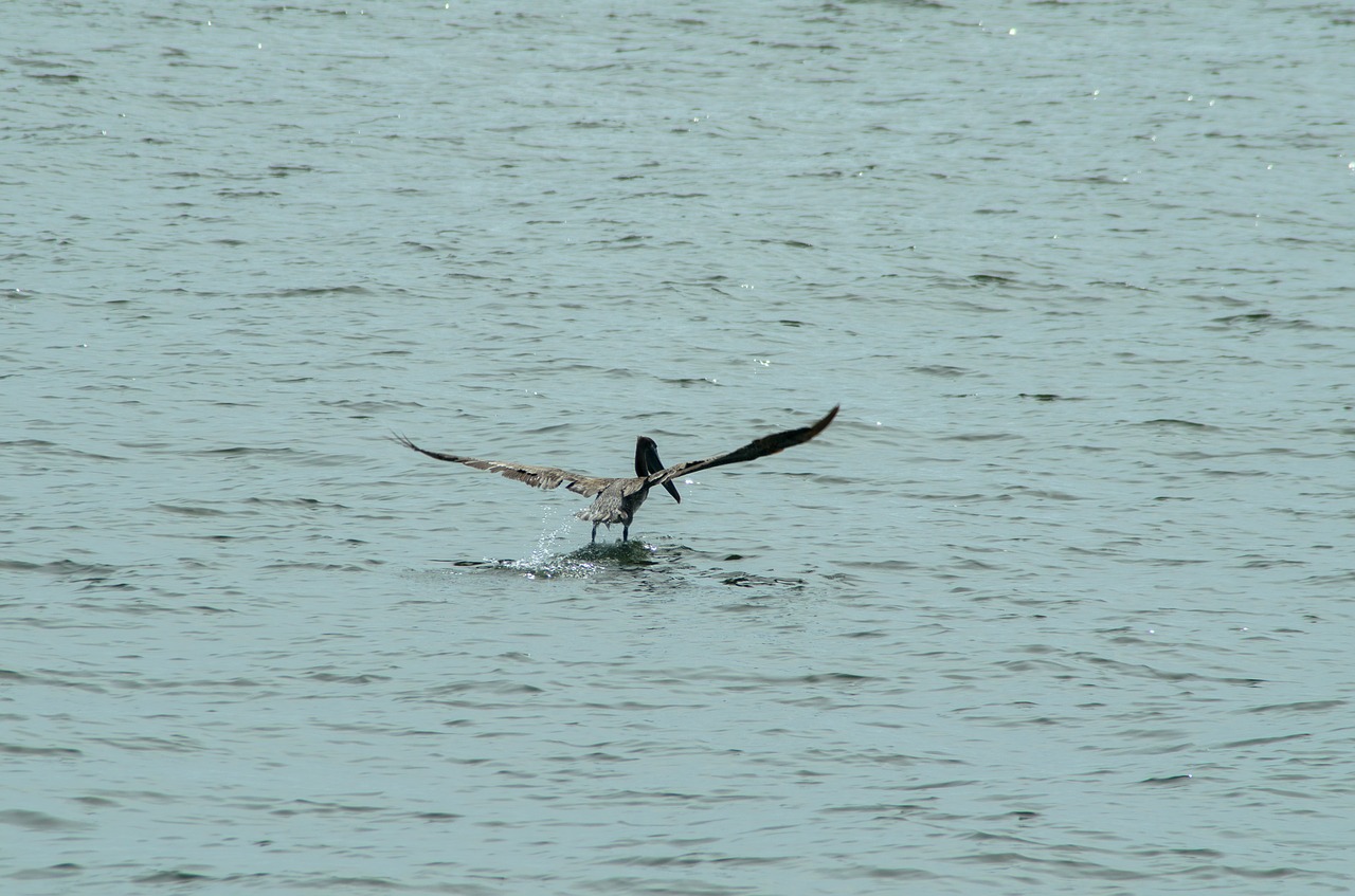 pelican ocean wildlife free photo
