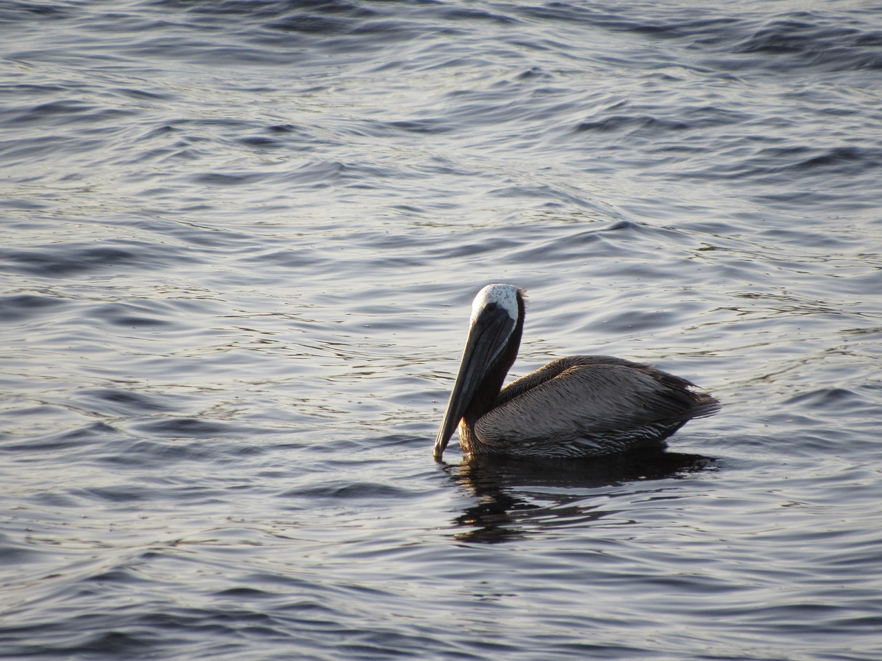 pelican bird floating free photo