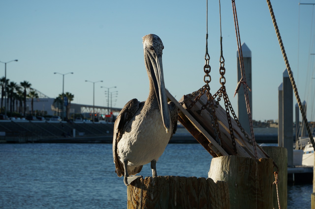 pelican boat sea free photo