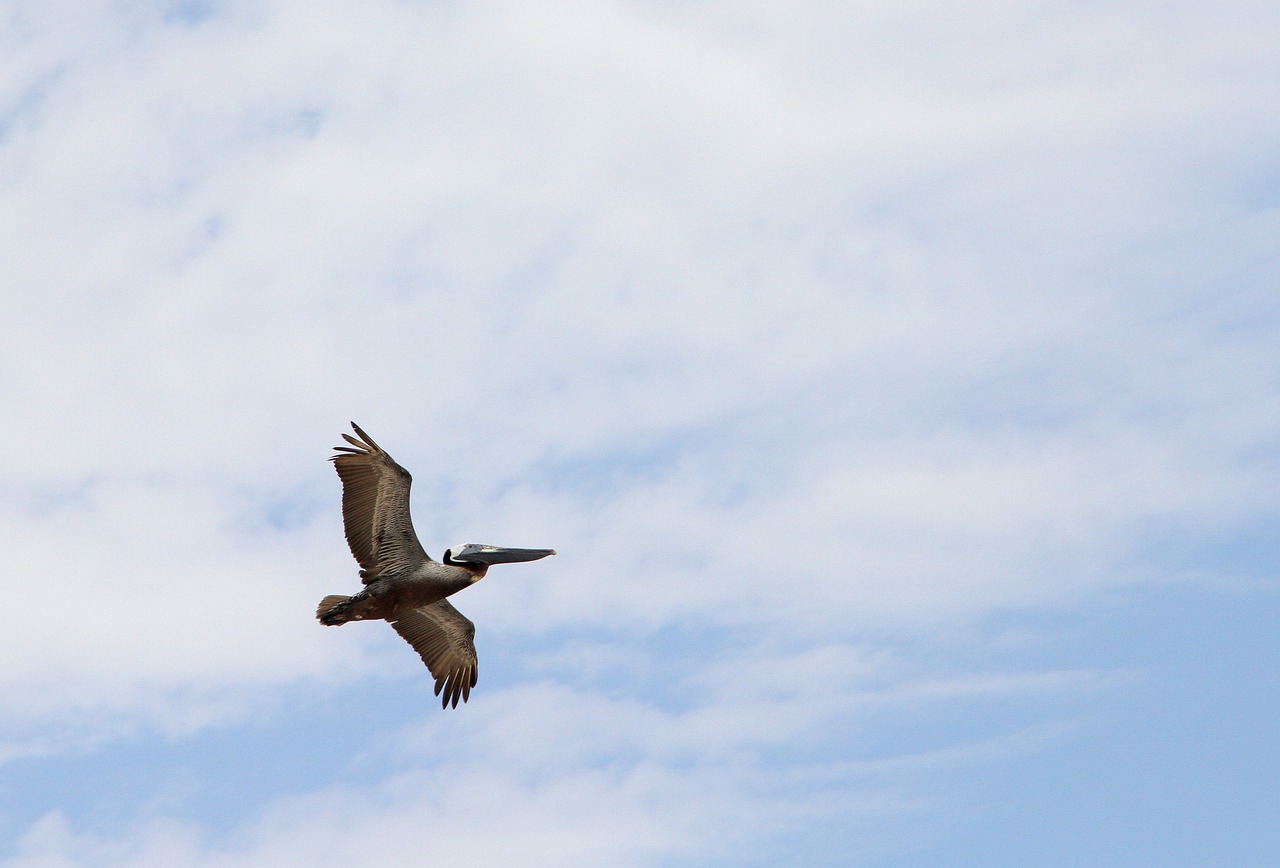 pelican bird flying free photo