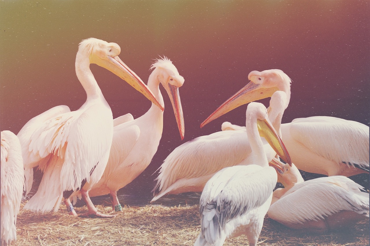 pelican bird poultry free photo