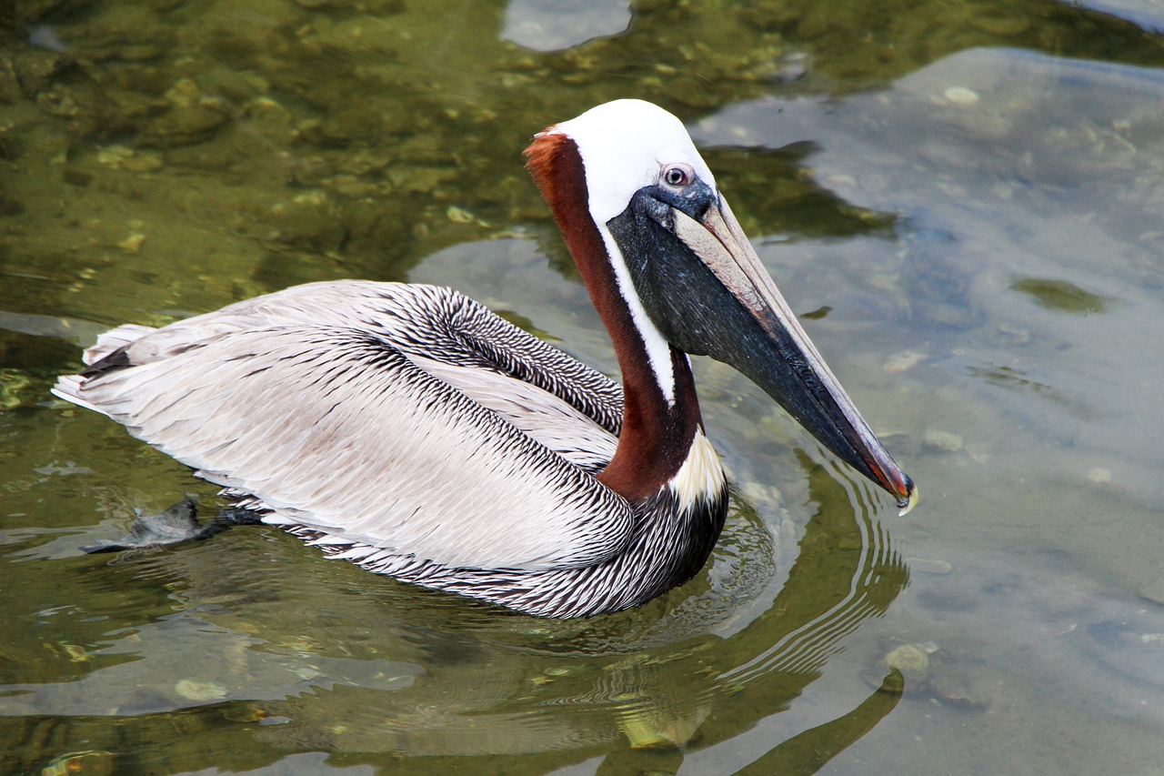 pelican animal nature free photo